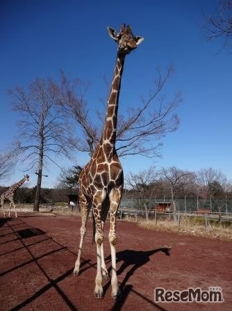 キリンの母親「リン」　(c) 埼玉県こども動物自然公園