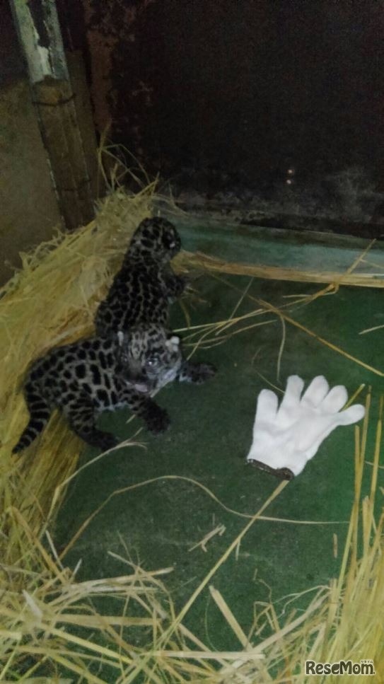 4月21日に生まれたジャガー2頭（写真提供：天王寺動物公園事務所）