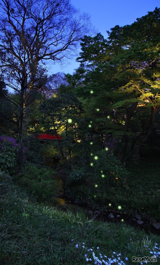 蛍を鑑賞できるホテル椿山荘東京の庭園（イメージ）