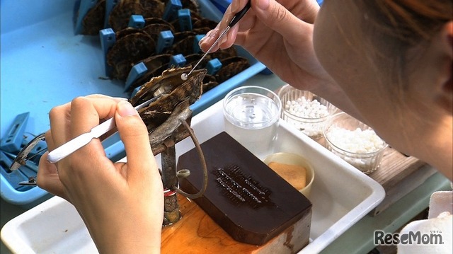 アコヤ貝にピースを移植する「核入れ」 ※体験観察会ではデモンストレーションを見学 画像提供：ミキモト