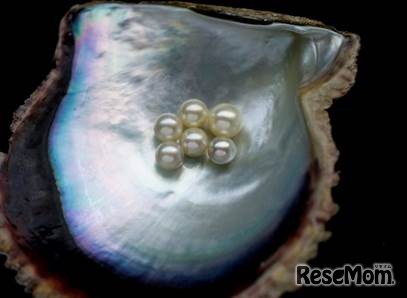 養殖したアコヤ貝から真珠を収穫する「浜揚げ」 画像提供：ミキモト