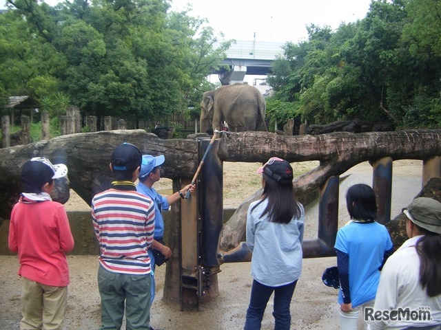 サマースクール（写真提供：天王寺動物公園事務所）