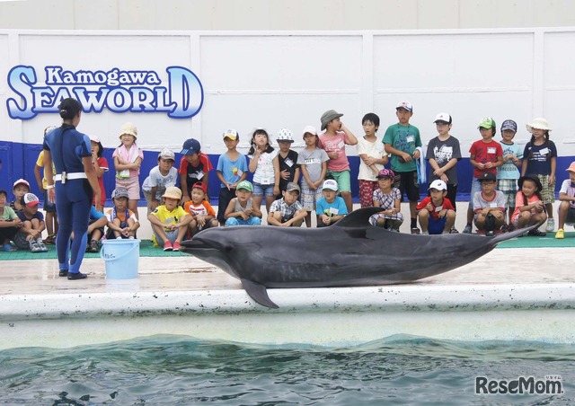夏休み16 イルカやシャチと触れ合い 鴨シーのサマースクール7 25 8 3 4枚目の写真 画像 リセマム