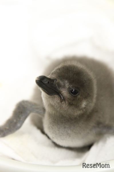 マゼランペンギンの赤ちゃん（生後13日目）　画像提供：すみだ水族館