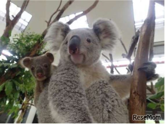 エミと赤ちゃん（7月12日撮影）　(c) 埼玉県こども動物自然公園