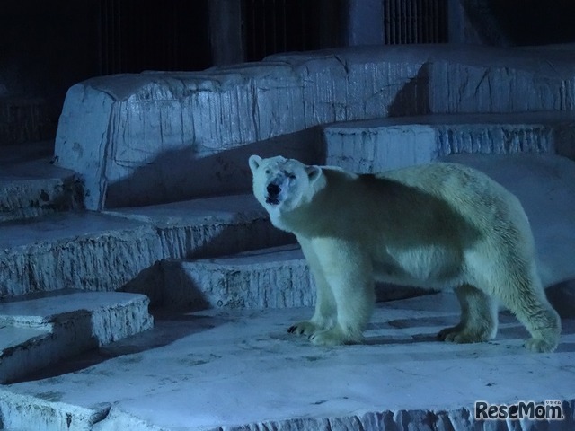 天王寺動物園「ナイトZOO」（写真提供：天王寺動物園）