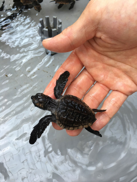 アカウミガメの赤ちゃん