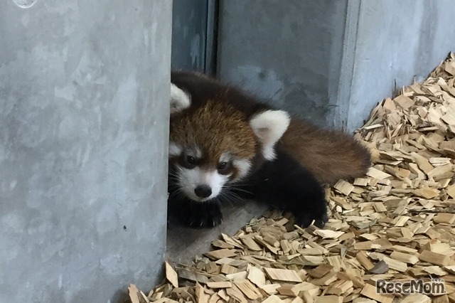 赤ちゃんの名前を募集中　画像提供：日本平動物園