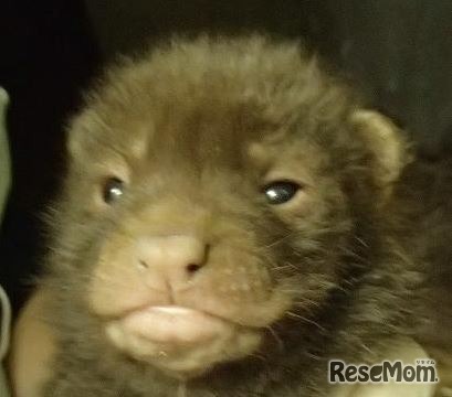 ヤブイヌの赤ちゃん4頭誕生 愛称募集 京都市動物園 4枚目の写真 画像 リセマム
