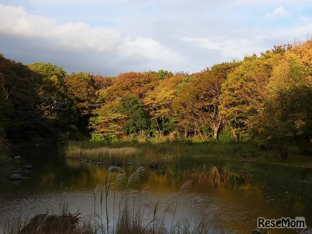 秋の光が丘公園