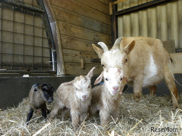 ヤギの三つ子赤ちゃん誕生 埼玉こども動物自然公園で公開中 2枚目の写真 画像 リセマム
