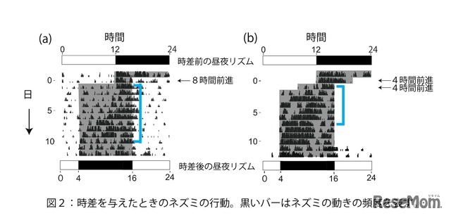 時差を与えたときのネズミの行動