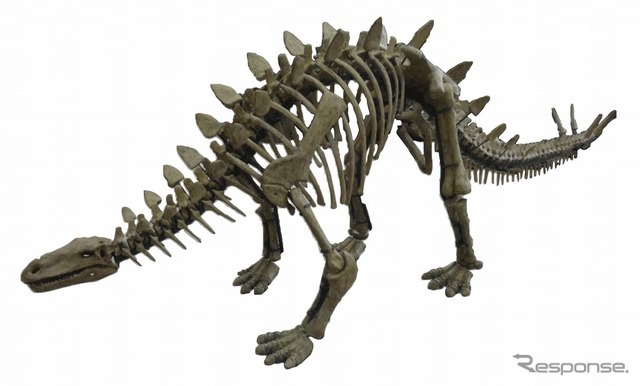 ステゴサウルス（骨格標本）