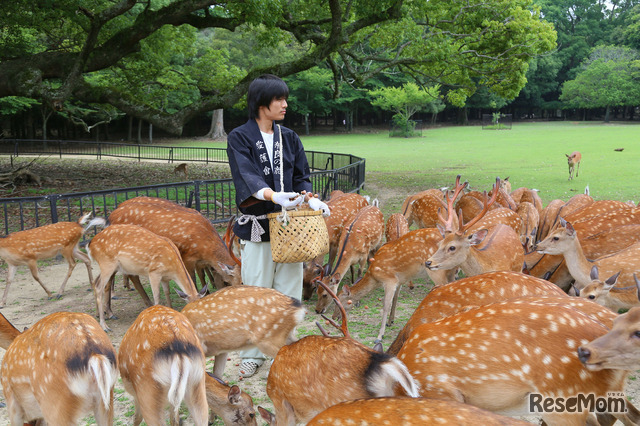 奈良公園でどんぐりをもらう鹿たち。鹿せんべいのほうが好物だそうだ