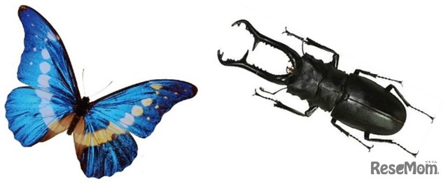モルフォチョウの標本（写真左）、ギラファノコギリクワガタの生体（写真右）を展示