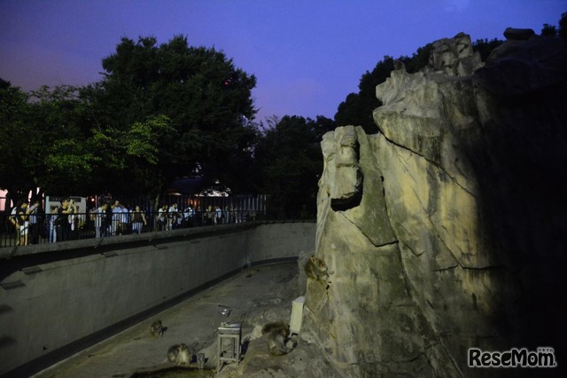 上野動物園「真夏の夜の動物園」サル山　（公財）東京動物園協会