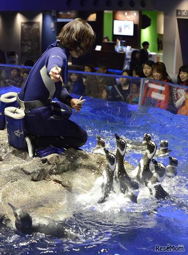 ペンギンの「さあ、ゴハン！」（イメージ）