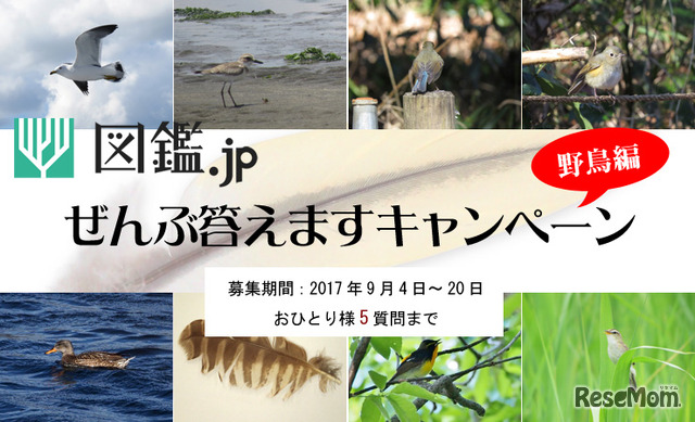 図鑑.jp「ぜんぶ答えますキャンペーン野鳥編」