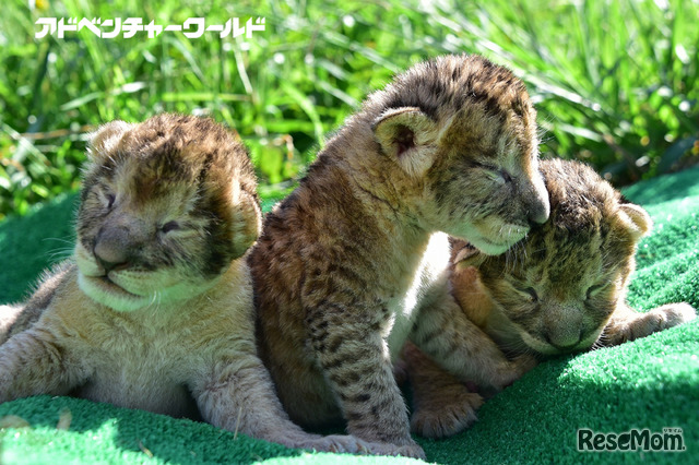 アドベンチャーワールドにライオンの三つ子の赤ちゃんが誕生