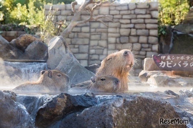 伊豆シャボテン動物公園　元祖カピバラの露天風呂