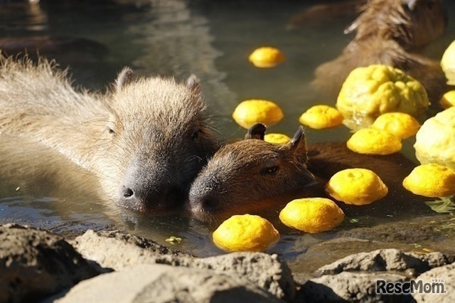 伊豆シャボテン動物公園　元祖カピバラの露天風呂