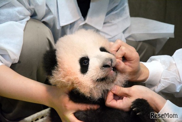 歯を確認中（2017年9月20日）　（公財）東京動物園協会提供