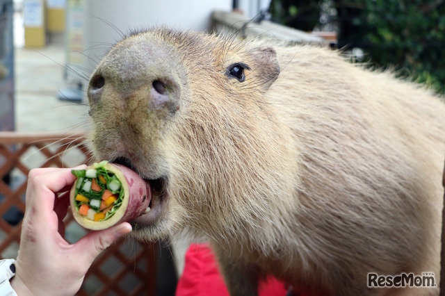 カピバラの恵方巻プレゼント