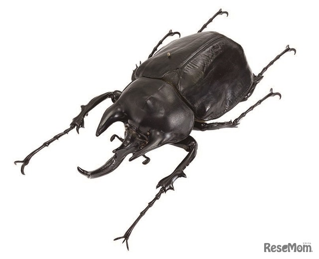 夏休み18 昆活マイスターに香川照之が就任 特別展 昆虫 7 13 10 8 13枚目の写真 画像 リセマム