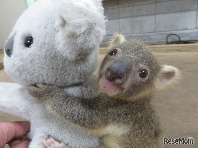 春休み18 赤ちゃんコアラの名前を決めよう こども動物自然公園4 1 8 1枚目の写真 画像 リセマム