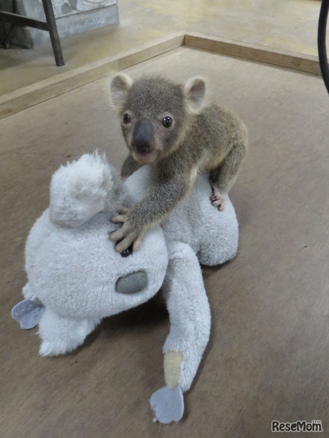 春休み18 赤ちゃんコアラの名前を決めよう こども動物自然公園4 1 8 2枚目の写真 画像 リセマム