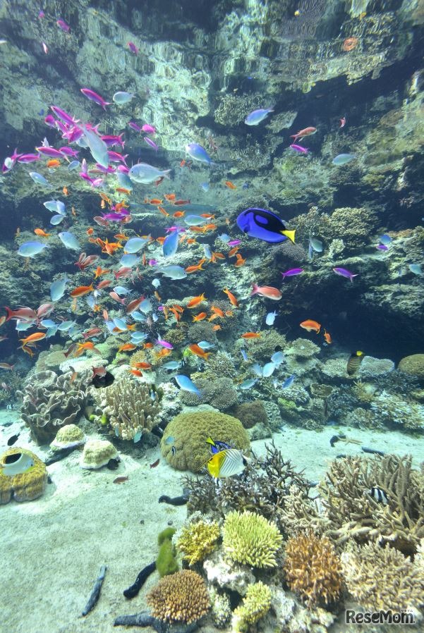 沖縄の色とりどりの海の生物を観賞できる巨大水槽