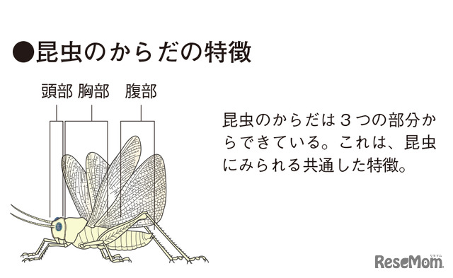 昆虫のからだの特徴