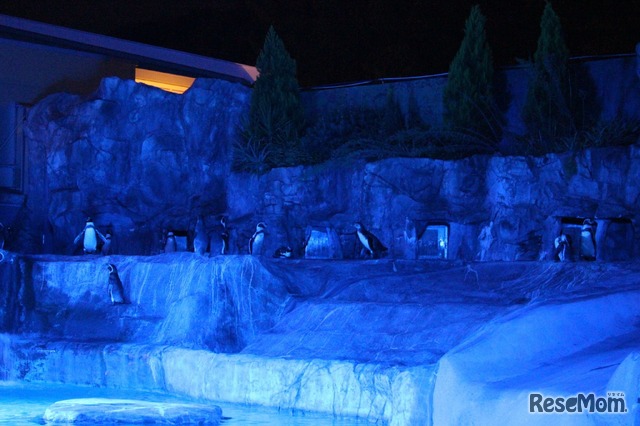 静岡市立日本平動物園「夜の動物園」　ペンギン水槽のライトアップ