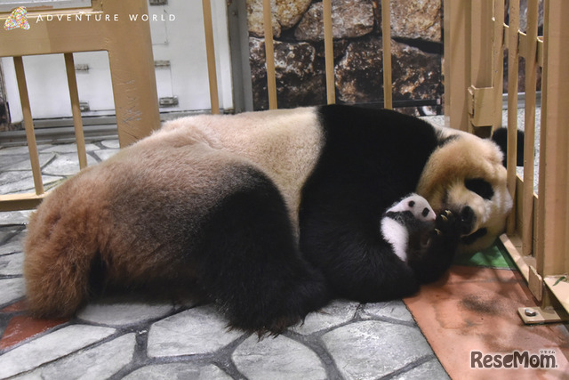 ジャイアントパンダの赤ちゃん 名前をつけてね 和歌山 2枚目の写真 画像 リセマム