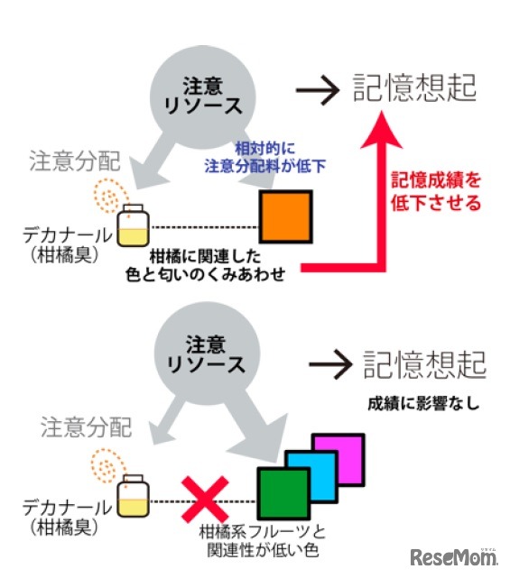 結果から予想されるモデル図。柑橘系由来の匂いと、オレンジ色の組み合わせのとき、相対的に匂いに対する注意分配が高くなり、色に対する注意は低くなる。その結果、匂い条件では、オレンジ色に対する記憶成績低下を招いたと考えられる。