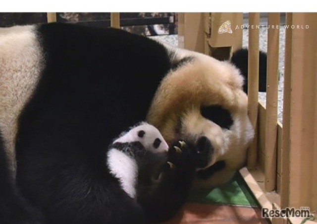 2018年8月14日に誕生したジャイアントパンダの赤ちゃん（メス）と母親「良浜（らうひん）」