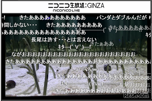 ニコ生放送でチンアナゴを101時間生中継 11 7午後2時より 2枚目の写真 画像 リセマム