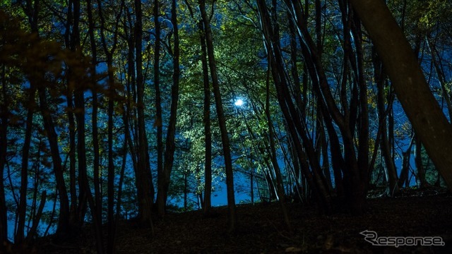 ハローウッズ 夜の森