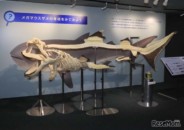 世界初！メガマウスザメ 全身骨格標本の展示