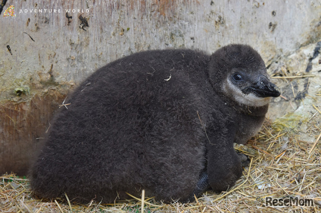 アドベンチャーワールドに7羽のケープペンギンの赤ちゃん誕生 2枚目の写真 画像 リセマム