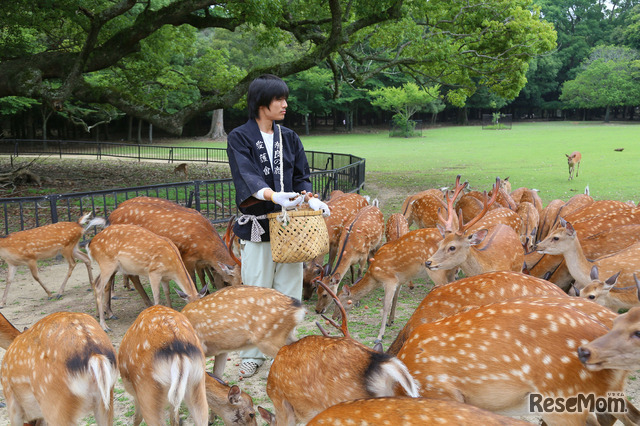 奈良公園「鹿寄せ」で鹿と触れ合い