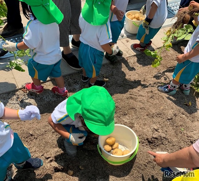 「屋上菜園×幼児教室」で野菜の収穫体験を”シェアリング”