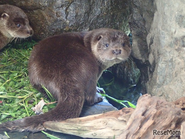 大人のためのカワウソナイト・ディープ編（イメージ）