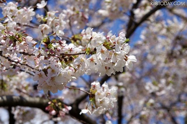 7分咲まできた日比谷公園の桜