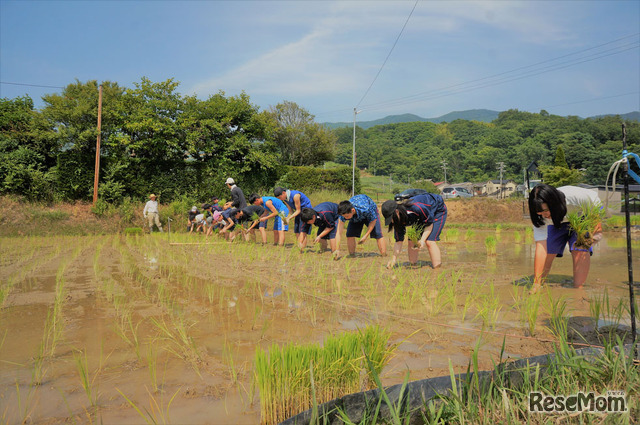 選択科目・生物の稲作体験のようす（3年生）