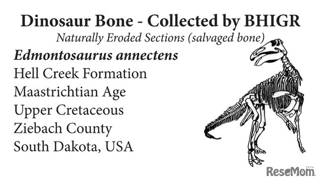 夏休み21 トリケラトプスの実物全身骨格が初上陸 恐竜科学博7 17より 11枚目の写真 画像 リセマム