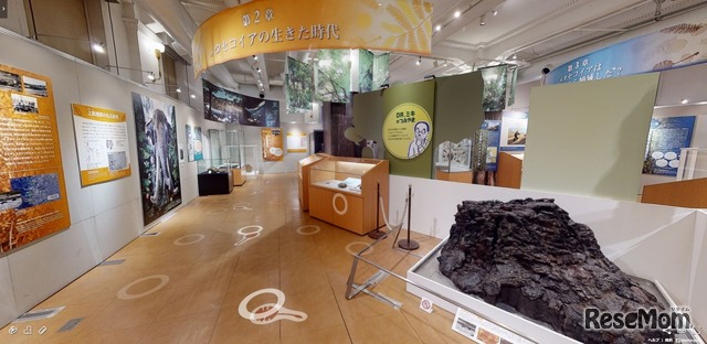 生きた化石 メタセコイア 企画展 3dビュー Vr映像公開 科博 2枚目の写真 画像 リセマム