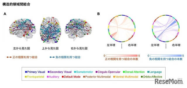 児童期の運動経験を有する人特有に認められるGo／No-Go課題の誤答率と関わる構造的領域間結合