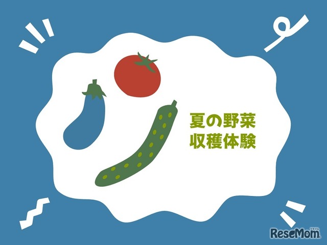 夏の野菜収穫体験