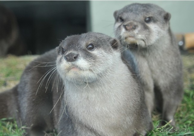 しながわ水族館のコツメカワウソ